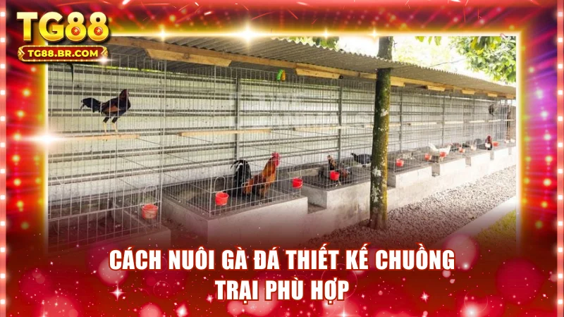 Cách nuôi gà đá thiết kế chuồng trại phù hợp