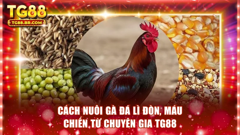 Cách nuôi gà đá