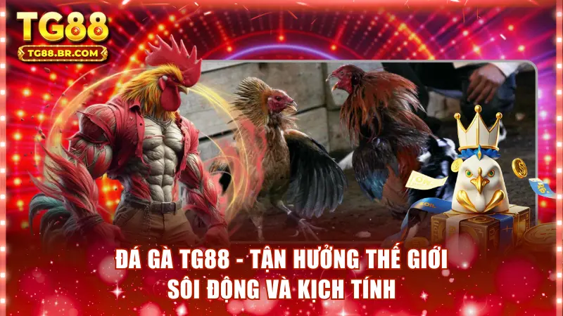 Đá Gà TG88 - Tận Hưởng Thế Giới Sôi Động Và Kịch Tính