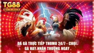 Đá gà trực tiếp Thomo 24/7