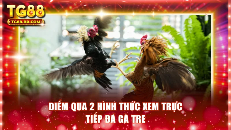 Điểm qua 2 hình thức xem trực tiếp đá gà tre