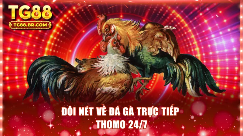 Đôi nét về đá gà trực tiếp thomo 24/7