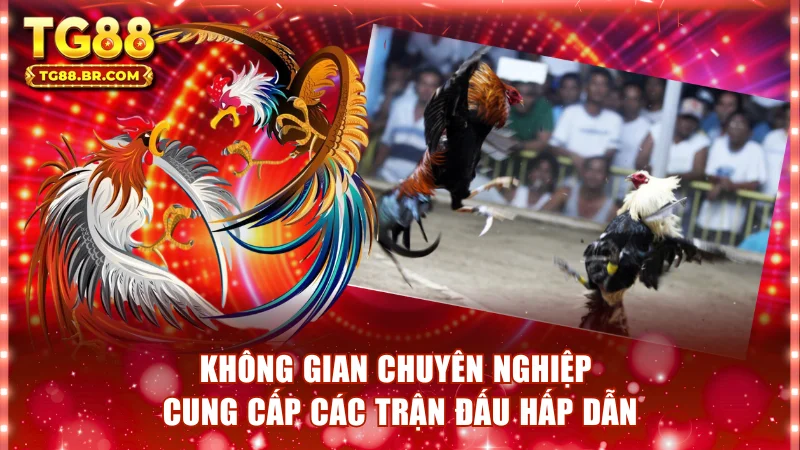 Không gian chuyên nghiệp cung cấp các trận đấu hấp dẫn