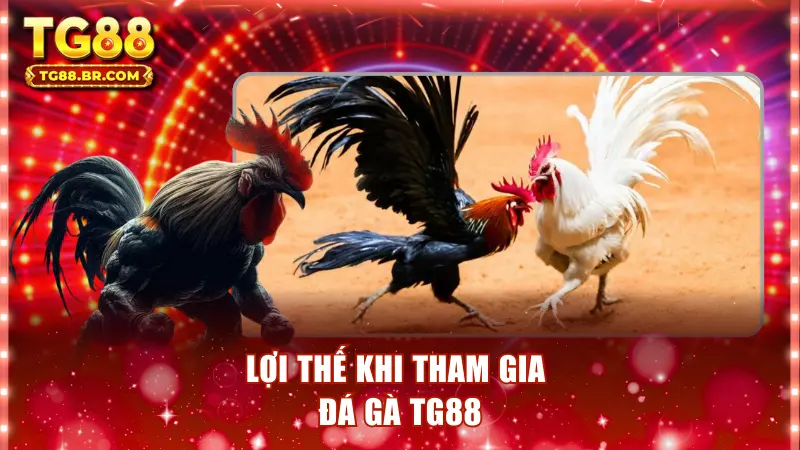 Lợi thế khi tham gia đá gà TG88