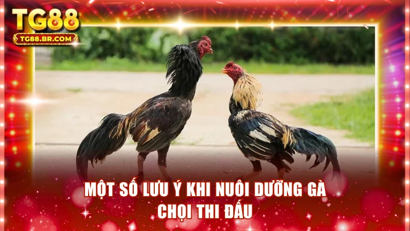 Một số lưu ý khi nuôi dưỡng gà chọi thi đấu