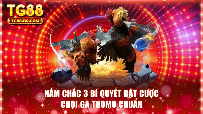 Nắm chắc 3 bí quyết đặt cược chọi gà thomo chuẩn