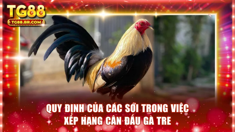 Quy định của các sới trong việc xếp hạng cân đấu tre