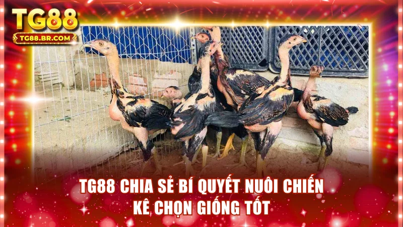 TG88 chia sẻ bí quyết nuôi chiến kê chọn giống tốt