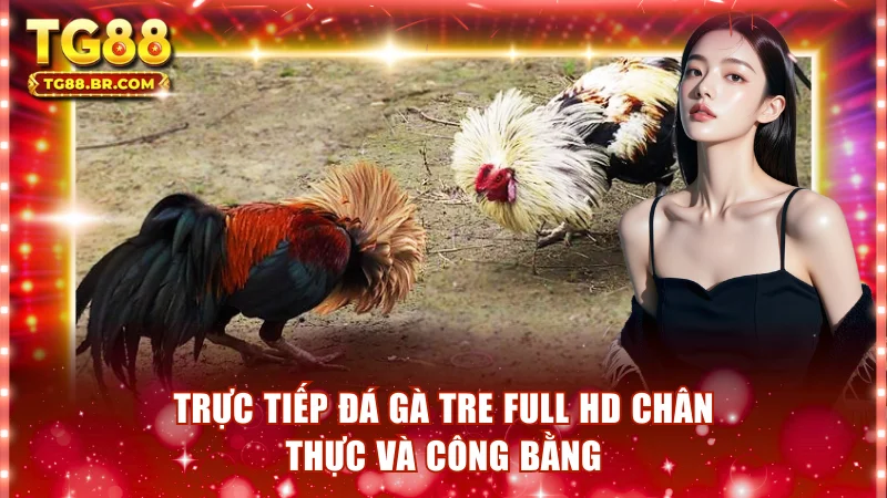 Trực tiếp đá gà tre