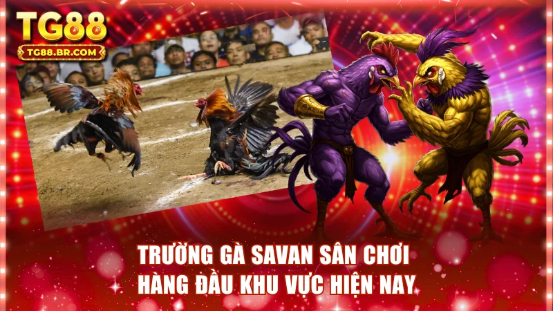 Trường gà Savan sân chơi hàng đầu khu vực hiện nay